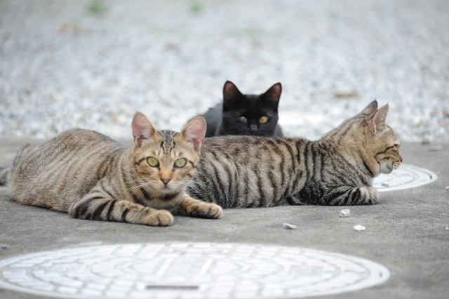 猫